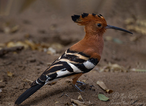 074 Hoopoe (Upupa epops) - KNP South Africa