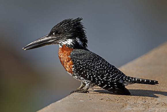 075 Giant Kingfisher (Megaceryle maxima) - KNP South Africa