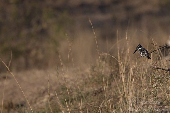 076 Pied Kingfisher (Ceryle rudis) - KNP South Africa