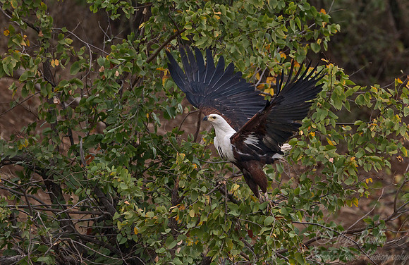 220 Fish Eagle (Haliaeetus vocifer) - KNP South Africa.psd