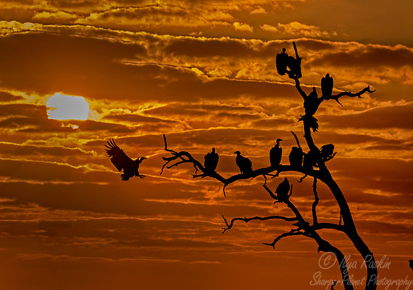226 Vultures at Sunset - KNP South Africa