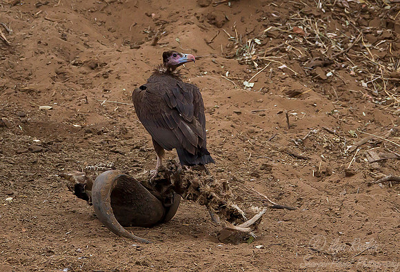 227 Lappet-faced Vulture  (Torgos tracheliotos)  - KNP South Africa