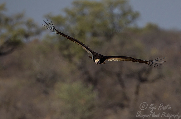 228 White-headed Vulture (Trigonoceps occipitalis) - KNP SOuth Africa