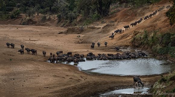 158 Cape or African Buffalo (Syncerus caffer) - KNP South Africa