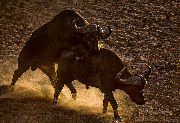 162 Cape or African Buffalo (Syncerus caffer) - KNP South Africa