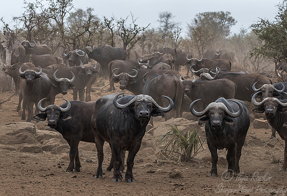 163 Cape or African Buffalo (Syncerus caffer) - KNP South Africa