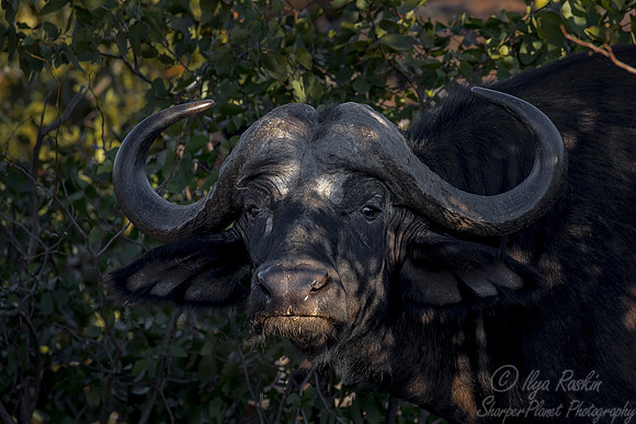 164 Cape or African Buffalo (Syncerus caffer) - KNP South Africa