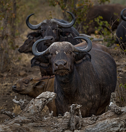 165 Cape or African Buffalo (Syncerus caffer) - KNP South Africa