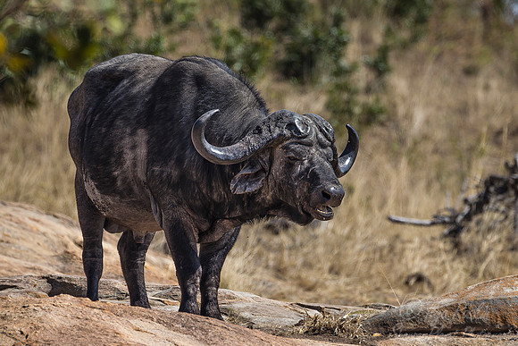 166 Cape or African Buffalo (Syncerus caffer) - KNP South Africa