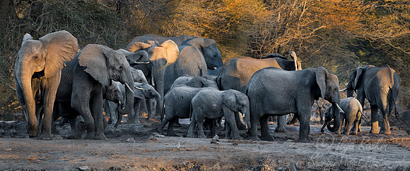 027 African Elephants (Loxodonta africana) - KNP South Africa