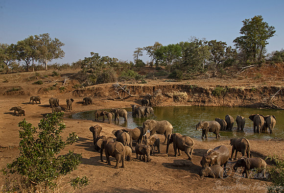 029 African Elephants (Loxodonta africana) - KNP South Africa
