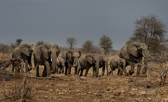 030 African Elephants (Loxodonta africana) - KNP South Africa