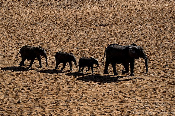 032 African Elephants (Loxodonta africana) - KNP South Africa