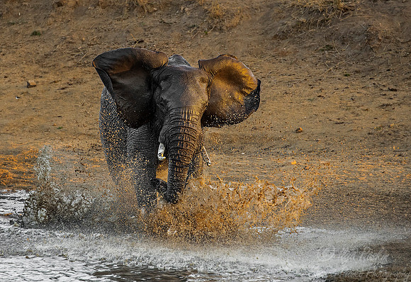 037 African Elephant (Loxodonta africana) - KNP South Africa