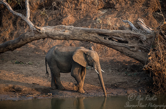 039 African Elephant (Loxodonta africana) - KNP South Africa