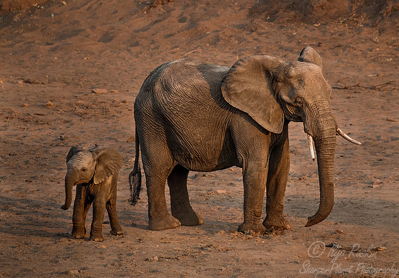 041 African Elephants (Loxodonta africana) - KNP South Africa