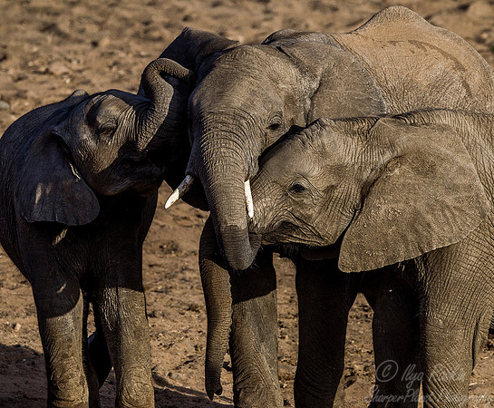 043 African Elephants (Loxodonta africana) - KNP South Africa