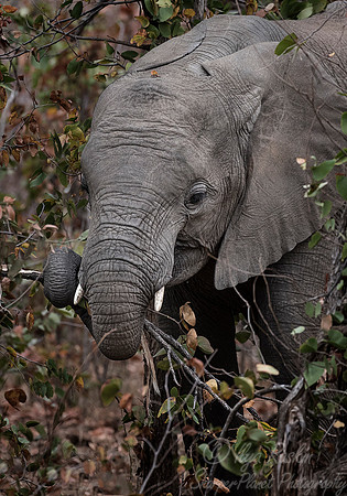 044 African Elephants (Loxodonta africana) - KNP South Africa
