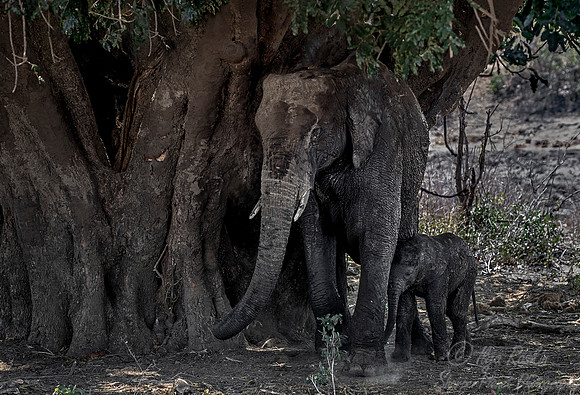 046 African Elephants (Loxodonta africana) - KNP South Africa
