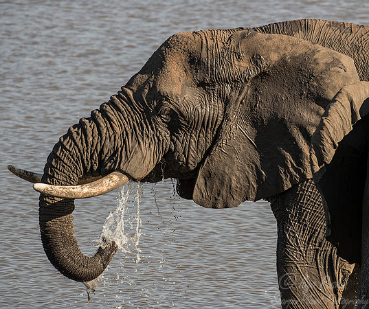 049 African Elephant (Loxodonta africana) - KNP South Africa