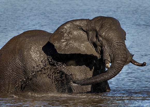 050 African Elephant (Loxodonta africana) - KNP South Africa