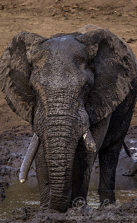 052 African Elephant (Loxodonta africana) - KNP South Africa