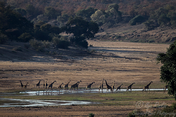 168 African Giraffes (Giraffa camelopardalis) - KNP South Africa