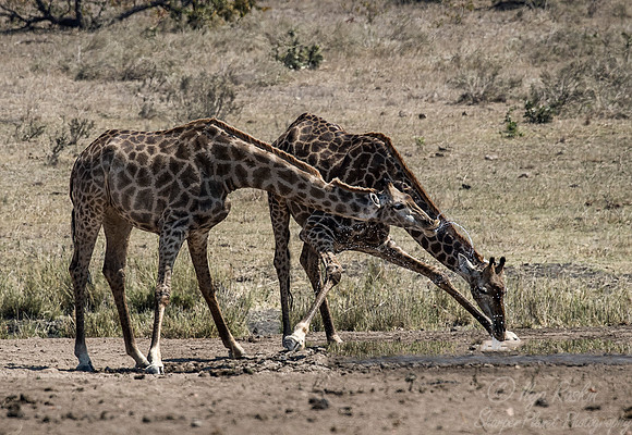 169 African Giraffes (Giraffa camelopardalis) - KNP South Africa