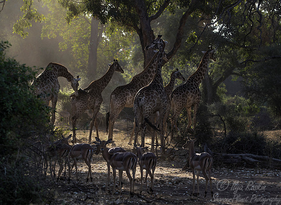 172 African Giraffes (Giraffa camelopardalis) - KNP South Africa