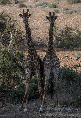 173 African Giraffes (Giraffa camelopardalis) - KNP South Africa