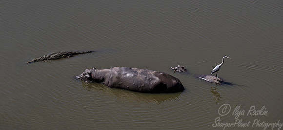 176 Hippopotamus (Hippopotamus amphibius) - KNP South Africa