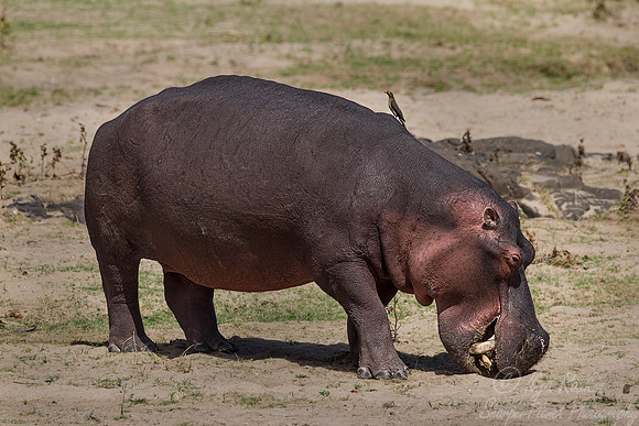 179 Hippopotamus (Hippopotamus amphibius) - KNP South Africa