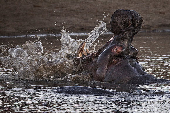 182 Hippopotamus (Hippopotamus amphibius) - KNP South Africa