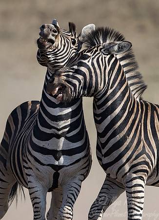 070 Burchell's Zebras (Equus quagga burchellii) - KNP South Africa