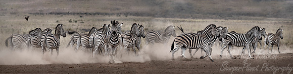 071 Burchell's Zebras (Equus quagga burchellii) - KNP South Africa