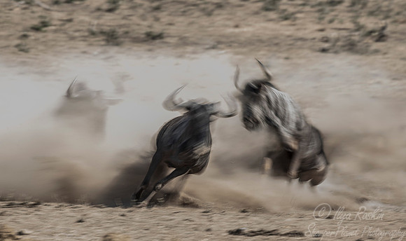 193 Blue Wildebeests (Connochaetes taurinus) - KNP South Africa