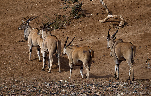 191 Eland Antilopes (Taurotragus oryx) - KNP South Africa