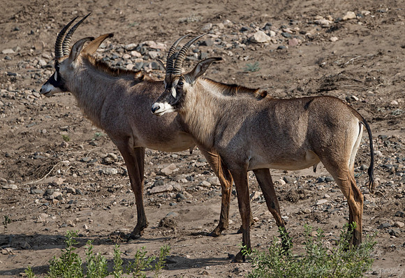 190 Roan Antelopes (Hippotragus equinus) - KNP South Africa