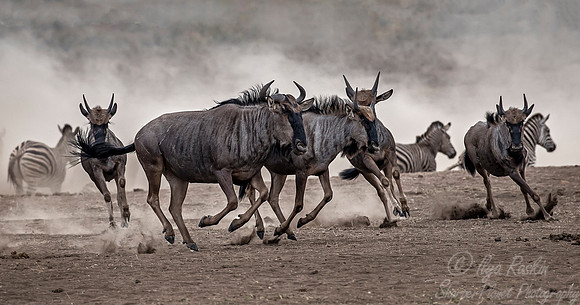 195 Blue Wildebeests (Connochaetes taurinus) - KNP South Africa