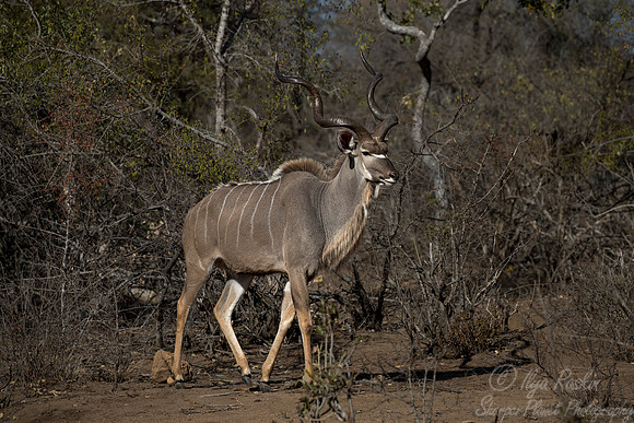 201 Greater Kudu (Tragelaphus strepsiceros) - KNP South Africa