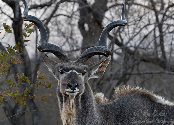 200 Greater Kudu (Tragelaphus strepsiceros) - KNP South Africa