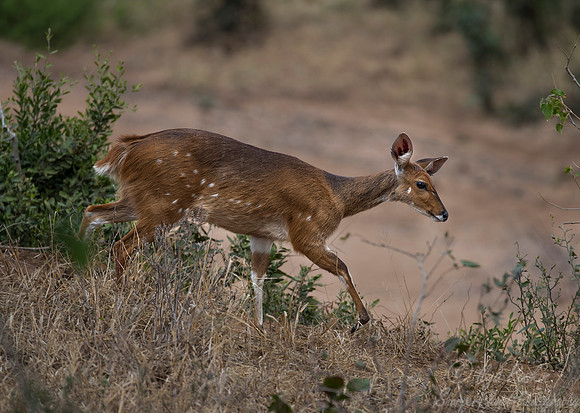 205 Bushbuck female (Tragelaphus sylvaticus) - KNP South Africa
