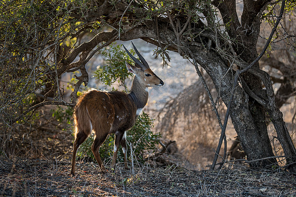 206 Bushbuck male (Tragelaphus sylvaticus) - KNP South Africa