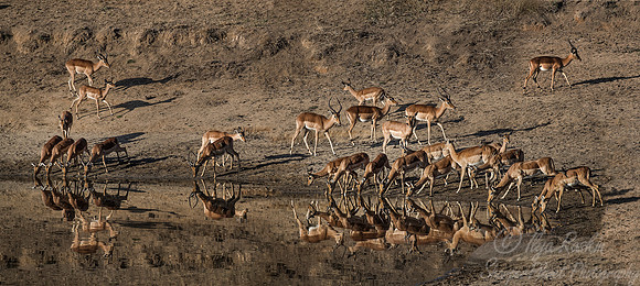 207 Impalas (Aepyceros melampus) - KNP South Africa