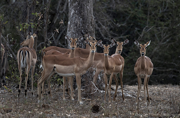 209 Impalas (Aepyceros melampus) - KNP South Africa