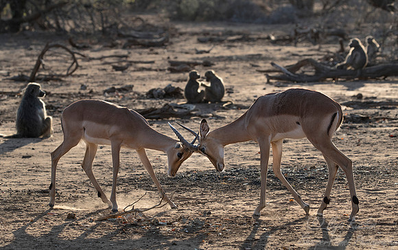 210 Impalas (Aepyceros melampus) - KNP South Africa