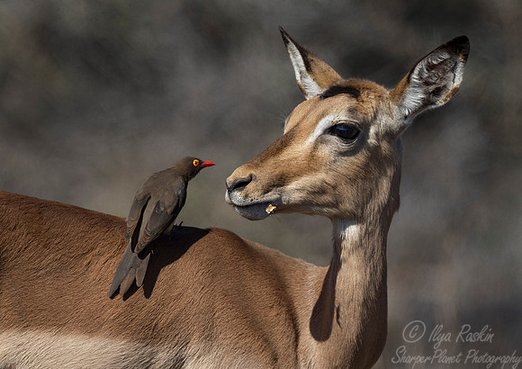 211 Impala (Aepyceros melampus) - KNP South Africa