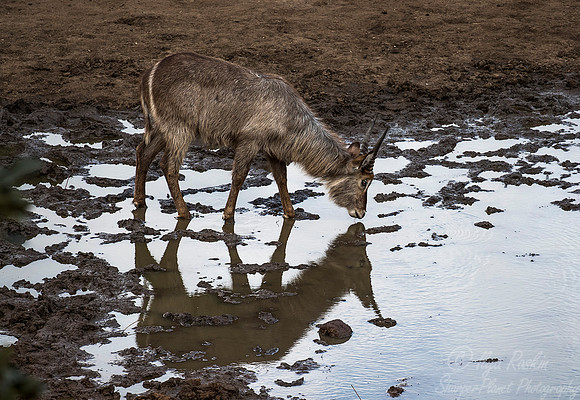 214 Waterbuck (Kobus ellipsiprymnus) - KNP South Africa