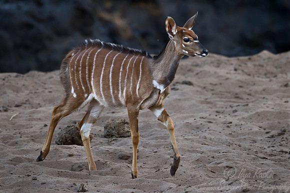 218 Nyala female (Tragelaphus angasii) - KNP South Africa