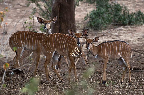 219 Nyala females (Tragelaphus angasii) - KNP South Africa